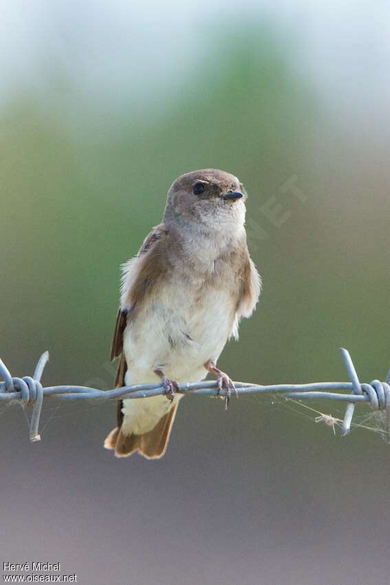 Brown-throated Martin, close-up portrait, pigmentation