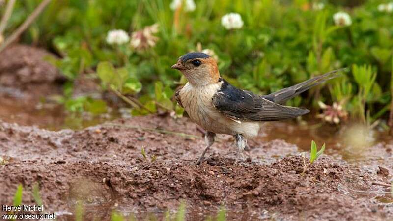 European Red-rumped Swallowadult breeding
