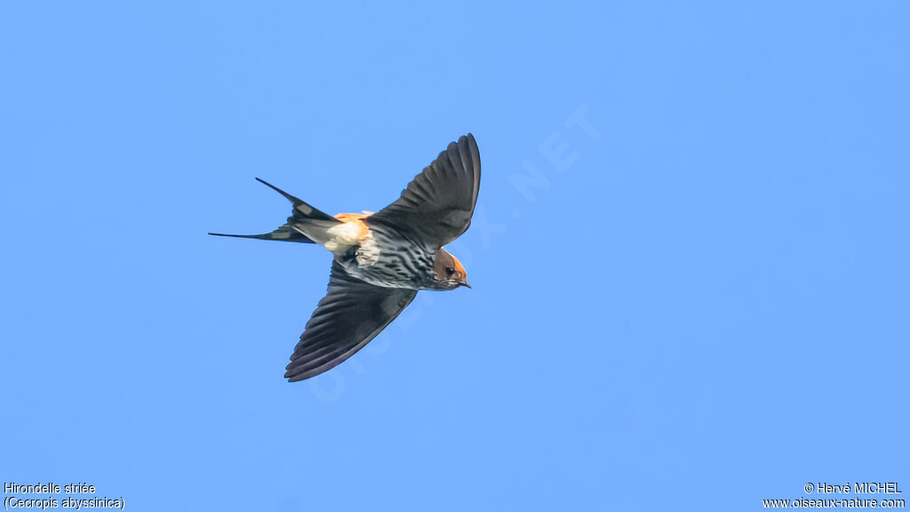 Hirondelle striée