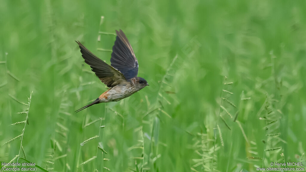 Hirondelle striolée