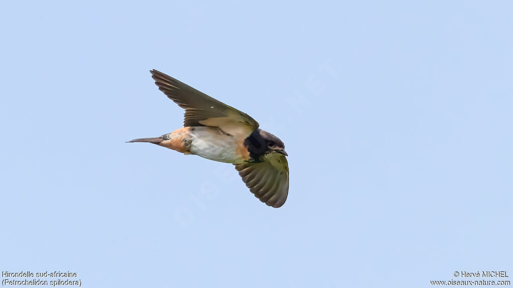 Hirondelle sud-africaineadulte