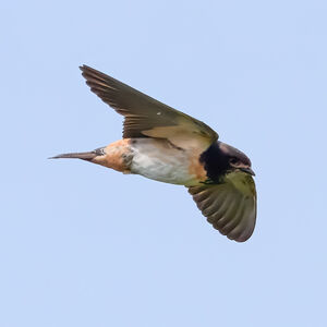 Hirondelle sud-africaine