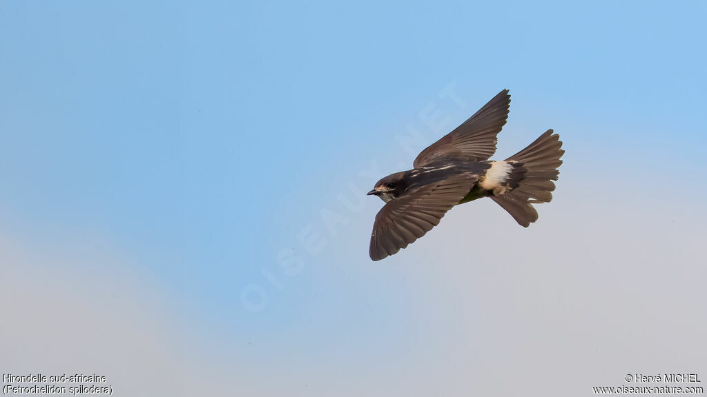Hirondelle sud-africaineadulte