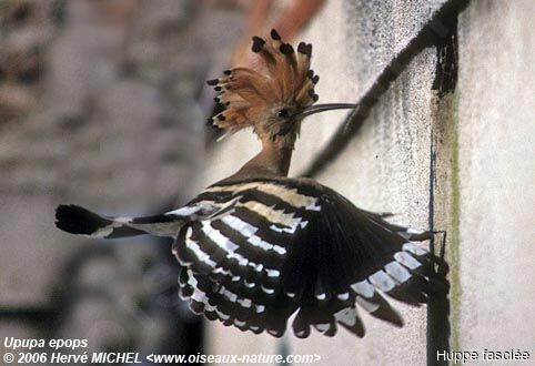 Huppe fasciéeadulte