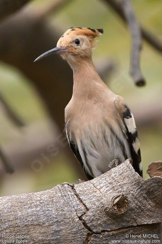 Huppe fasciée, identification