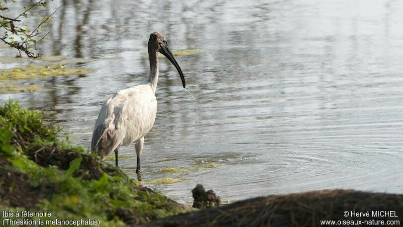Ibis à tête noire