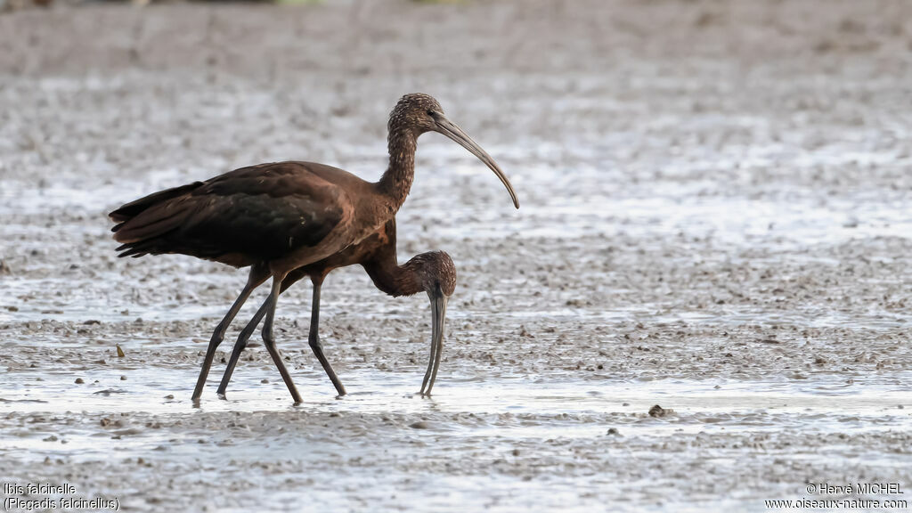 Ibis falcinelle