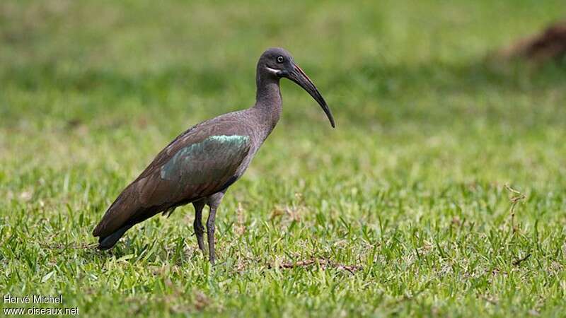 Ibis hagedashsubadulte, identification