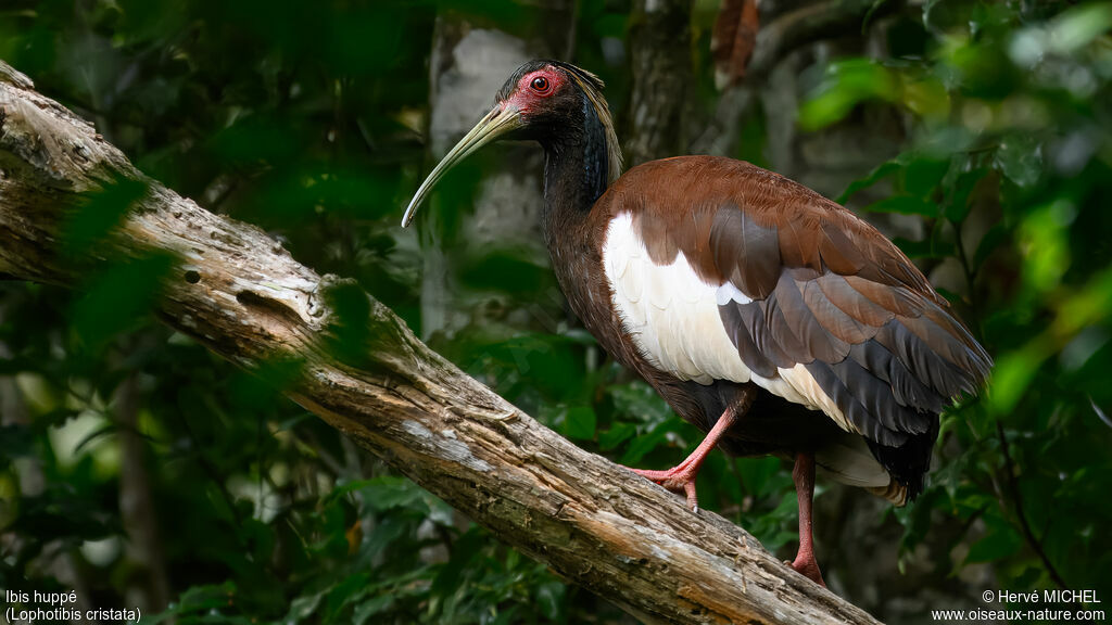 Madagascar Ibisadult