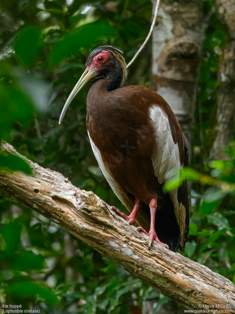 Ibis huppéadulte nuptial