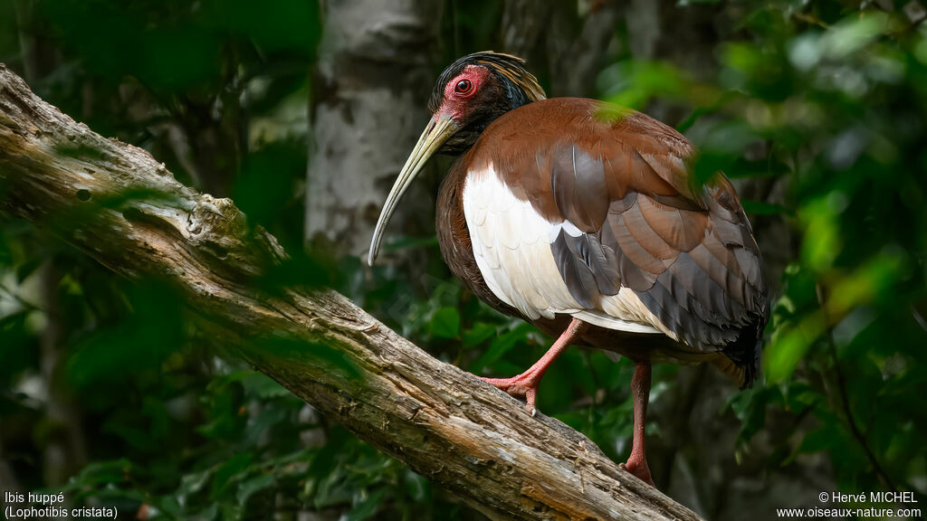 Ibis huppé
