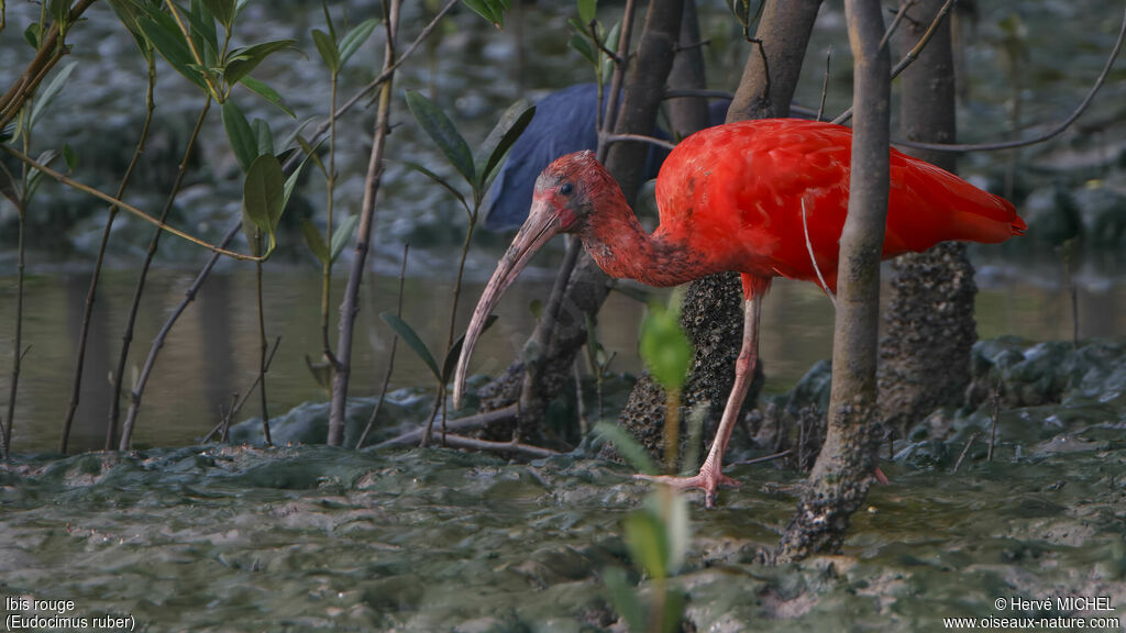Ibis rougeadulte nuptial