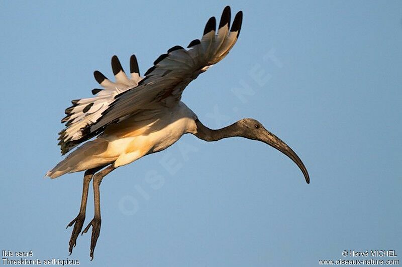 Ibis sacré