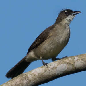 Bulbul modeste