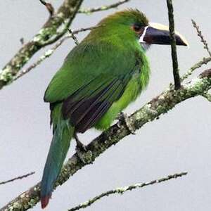 Toucanet à gorge blanche