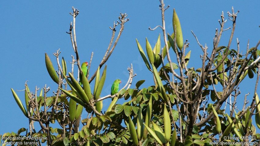 Black-winged Lovebird 