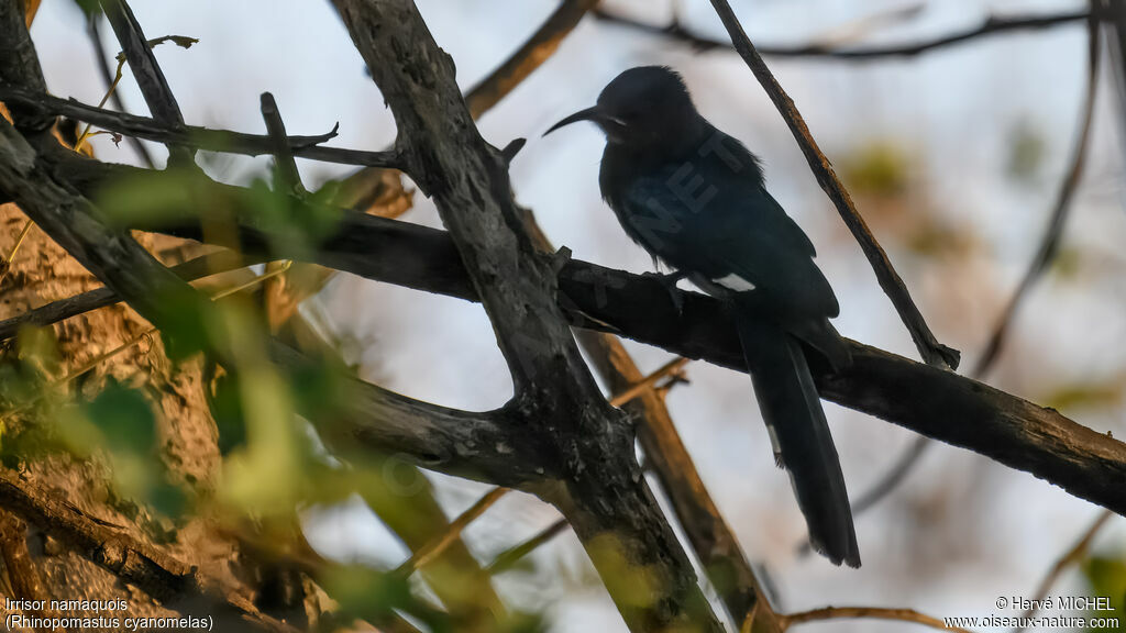 Common Scimitarbill