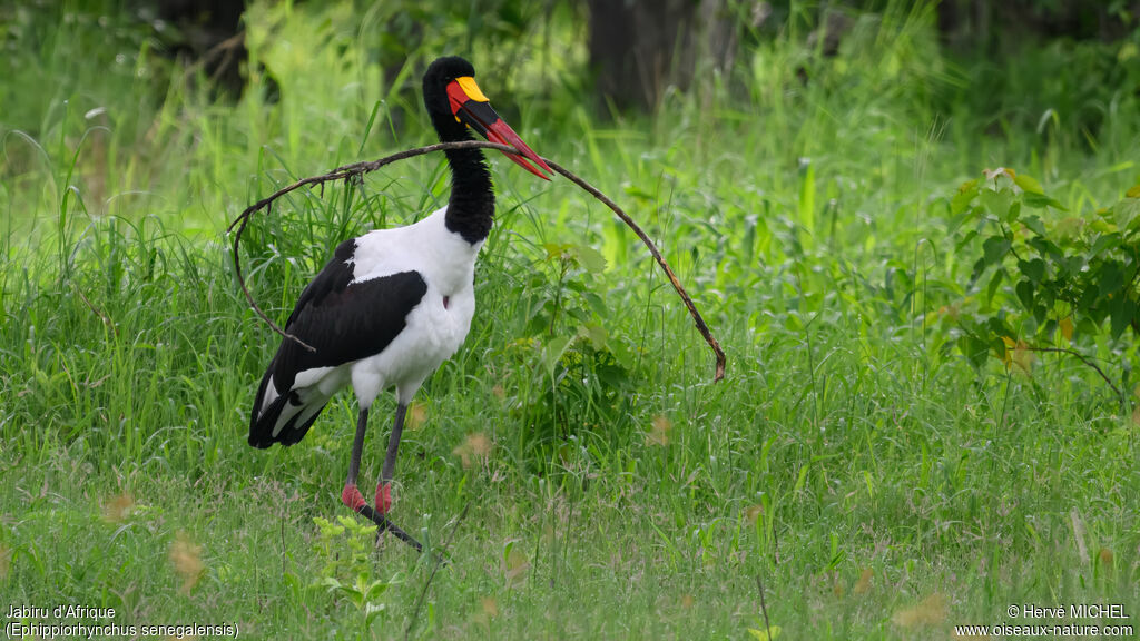 Saddle-billed Stork male adult breeding