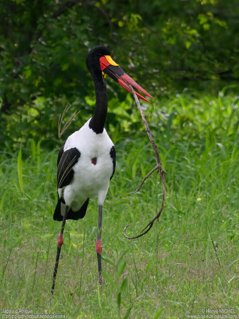 Jabiru d'Afriqueadulte nuptial