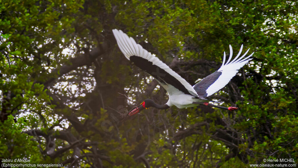 Jabiru d'Afriqueadulte nuptial