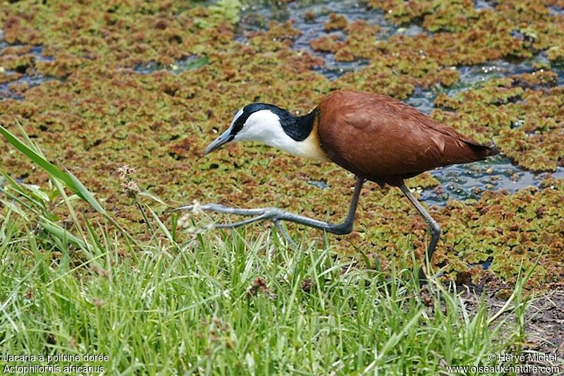 Jacana à poitrine doréeadulte