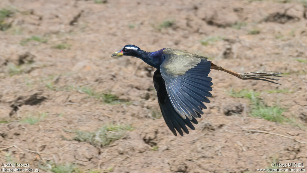 Jacana bronzé