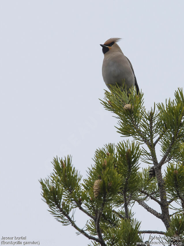 Bohemian Waxwing