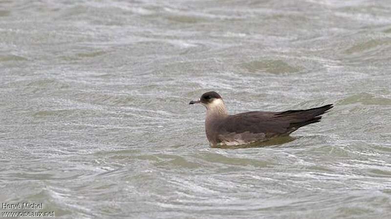 Parasitic Jaegeradult, swimming