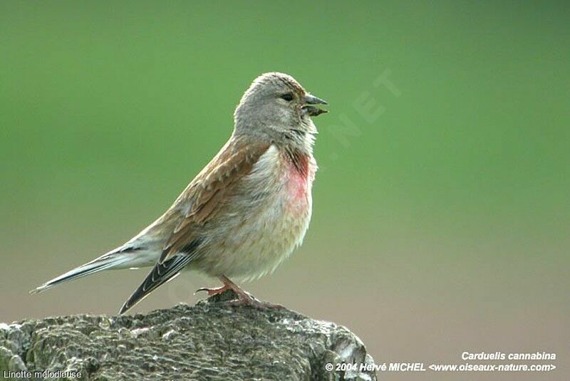Linotte mélodieuse