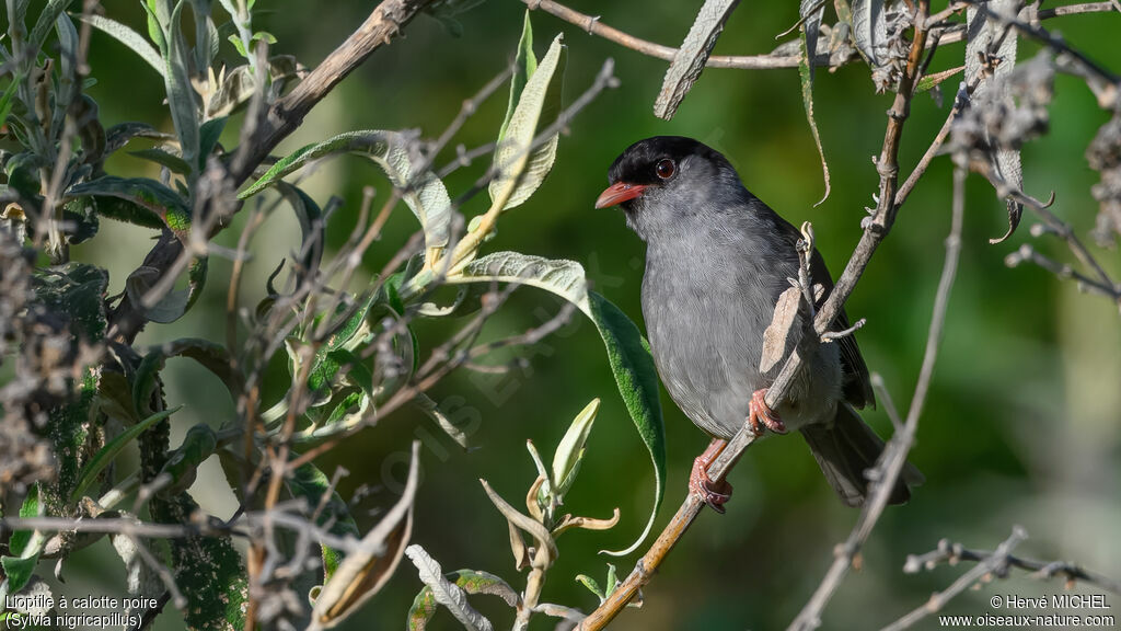 Bush Blackcap