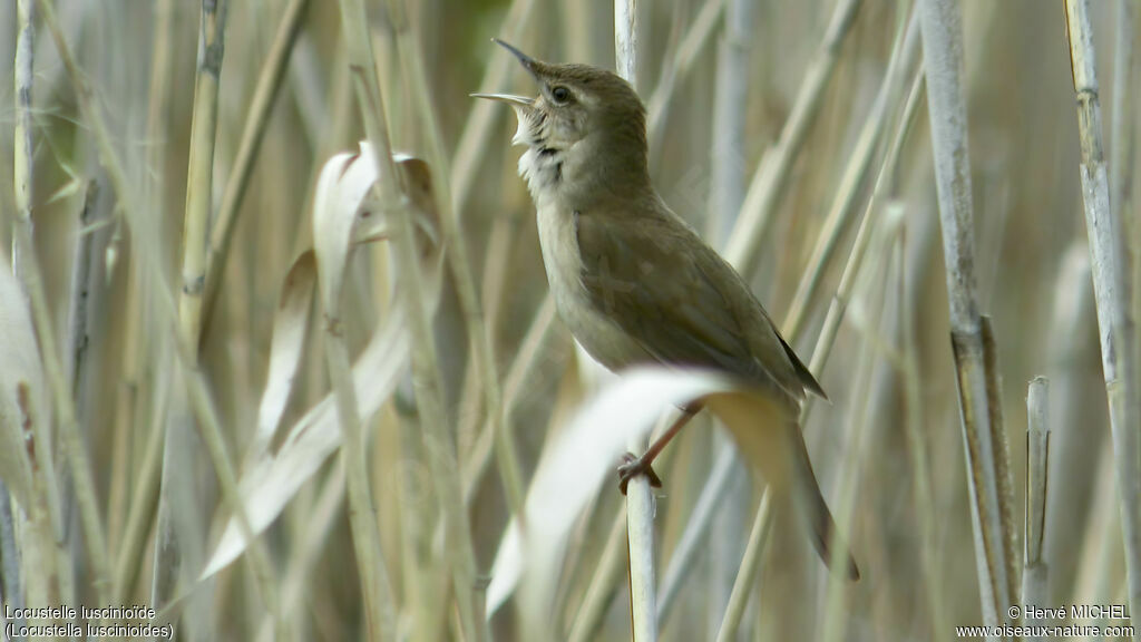 Savi's Warbler