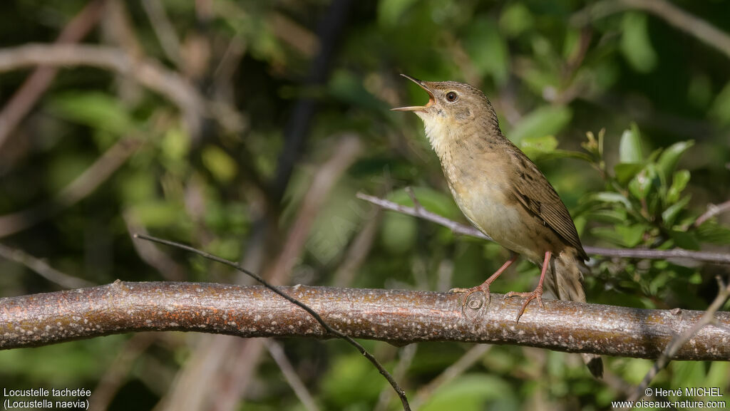Common Grasshopper Warbler male adult breeding