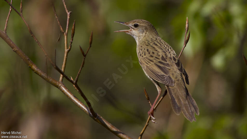 Common Grasshopper Warbler male adult breeding, aspect, pigmentation, song