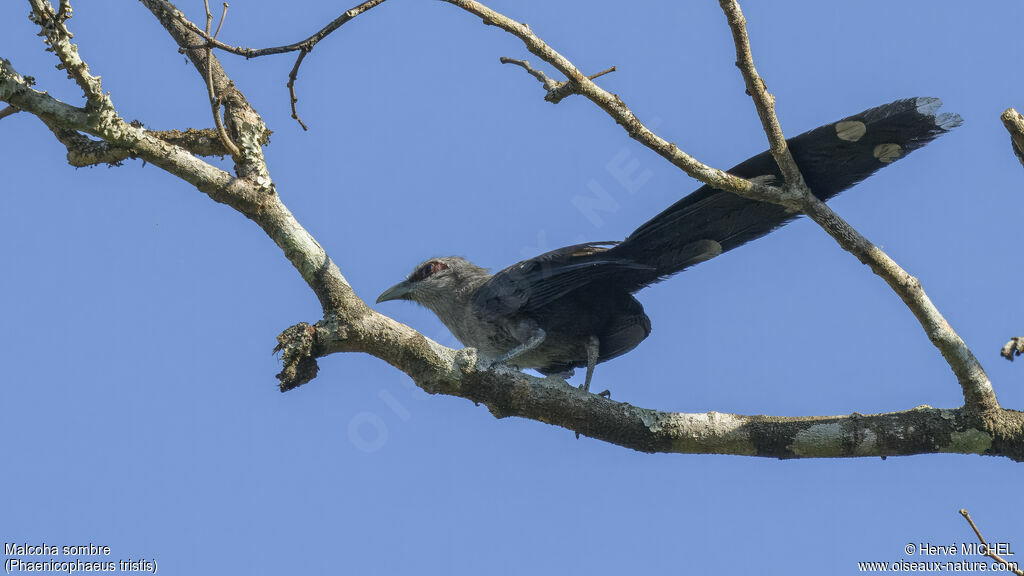 Green-billed Malkoha
