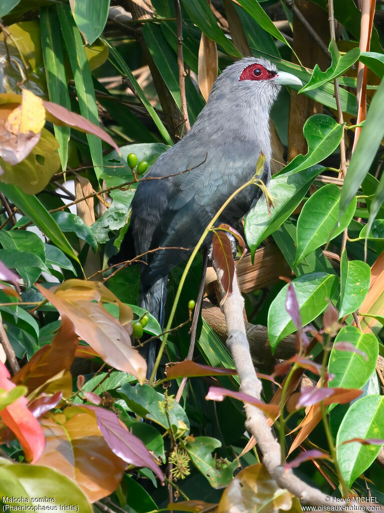 Green-billed Malkoha