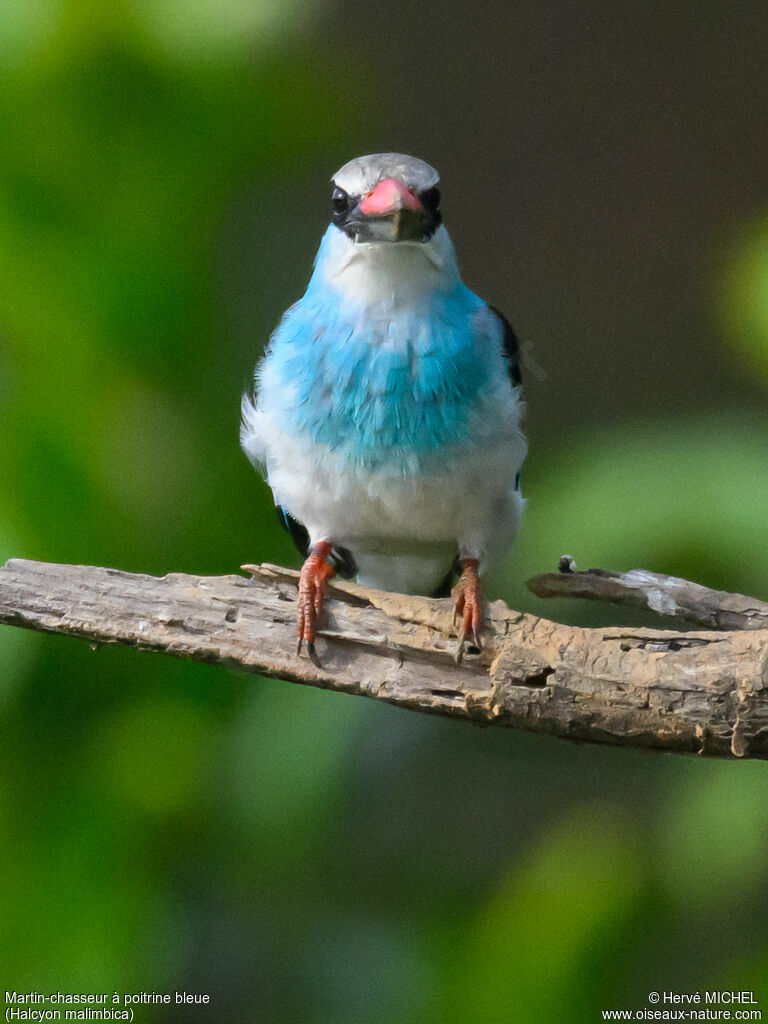 Martin-chasseur à poitrine bleue