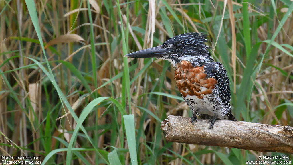 Giant Kingfisher male adult
