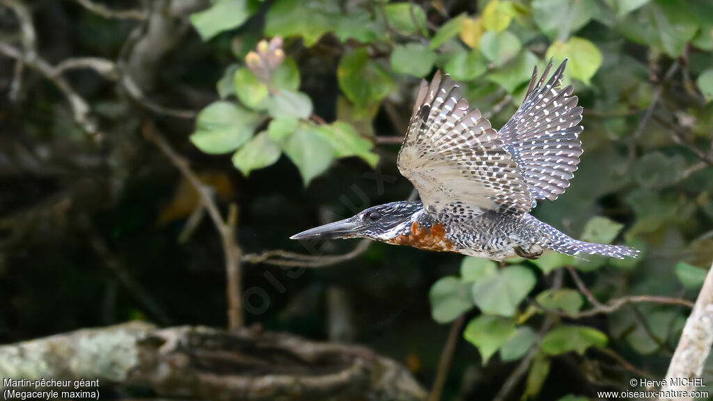 Martin-pêcheur géant mâle adulte