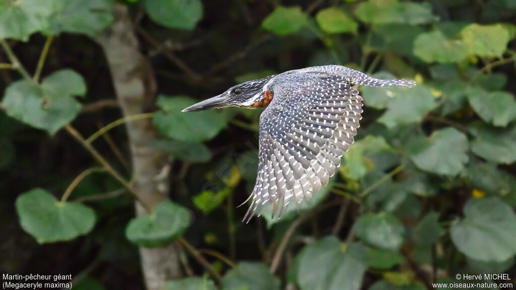 Martin-pêcheur géantadulte