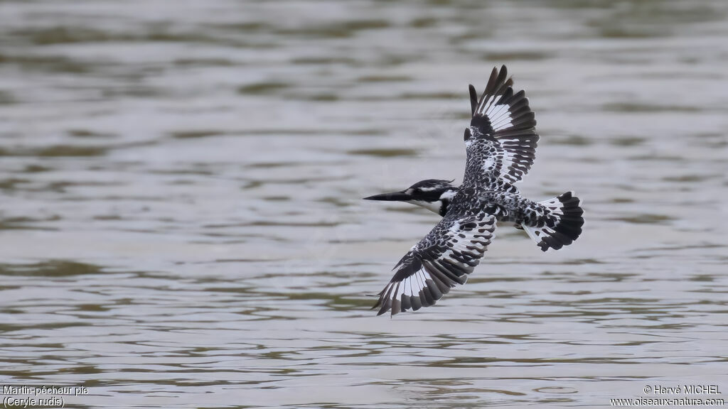 Martin-pêcheur pie - Alcyon pie<br />adulte