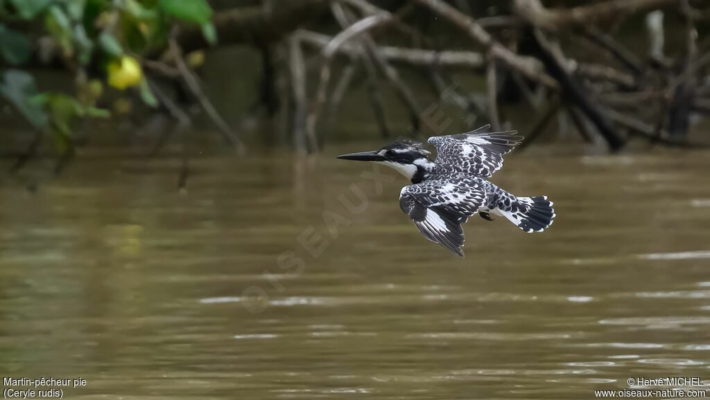 Martin-pêcheur pie - Alcyon pie<br />adulte