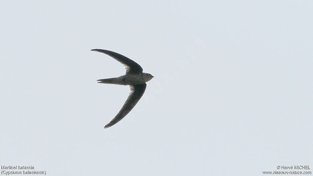 Martinet batassia