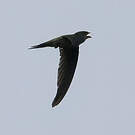 Martinet batassia