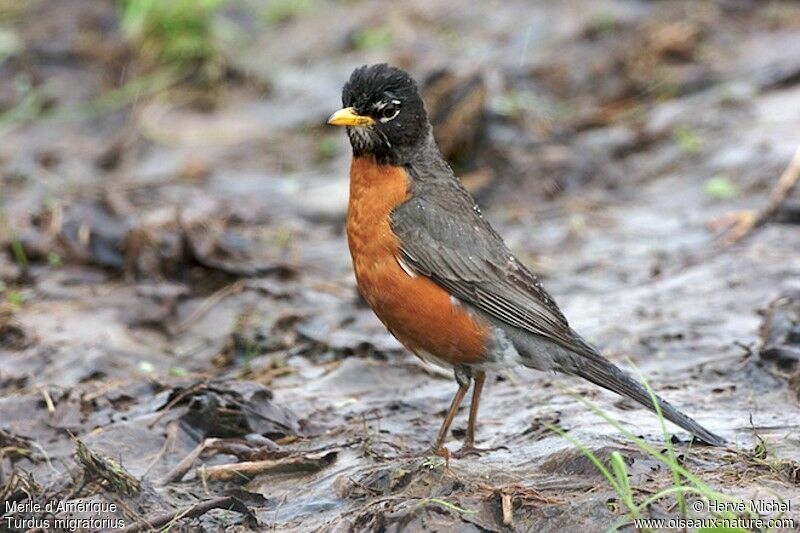 American Robin male adult breeding