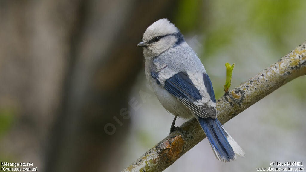 Mésange azurée