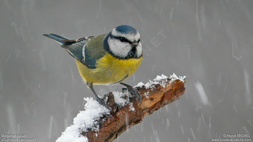 Mésange bleue