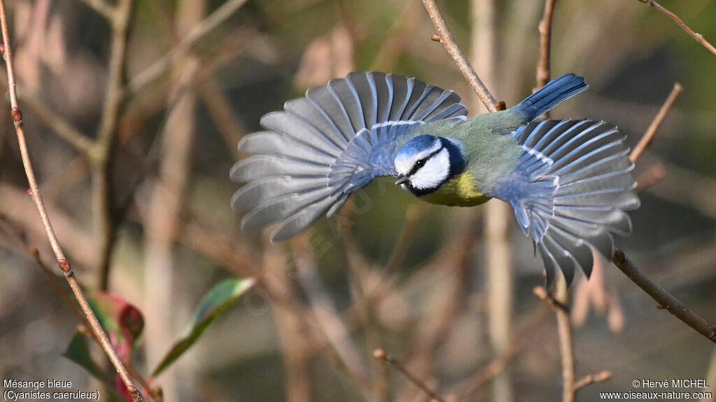 Mésange bleue