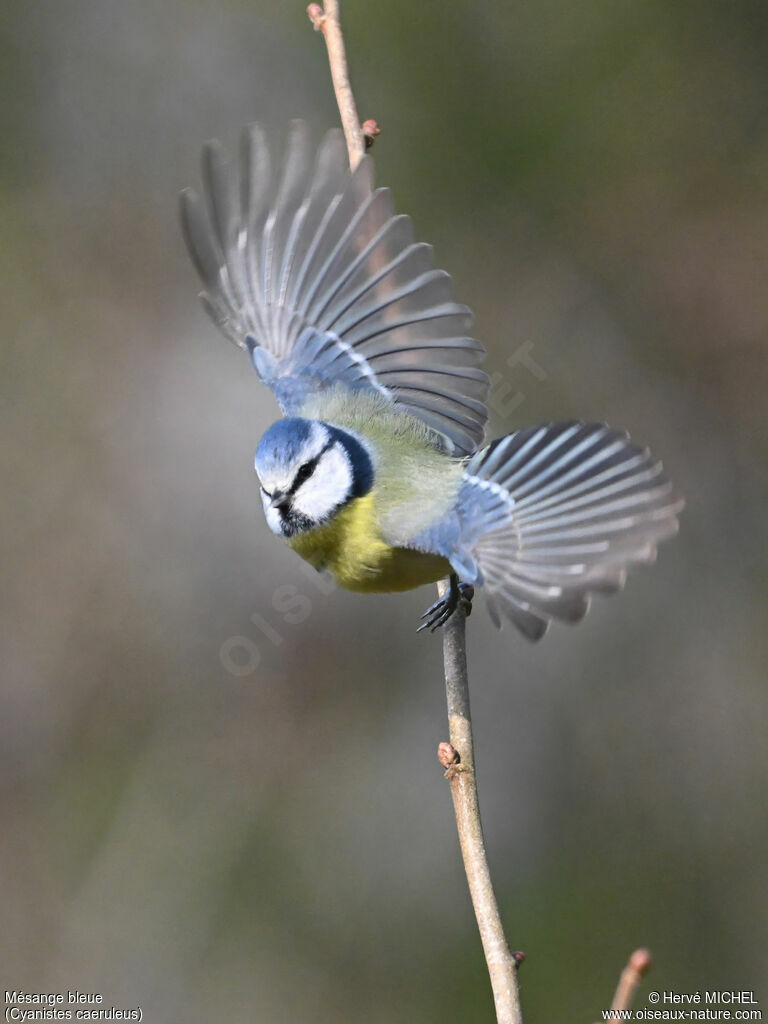 Mésange bleue