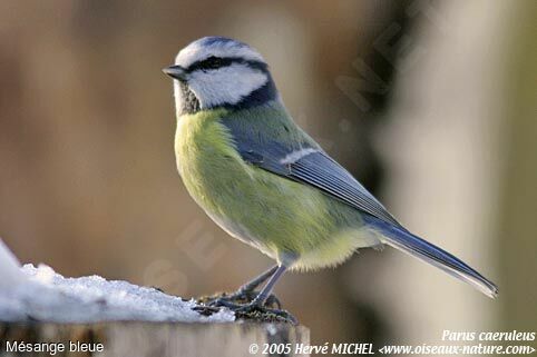 Mésange bleue
