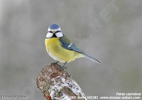 Mésange bleue